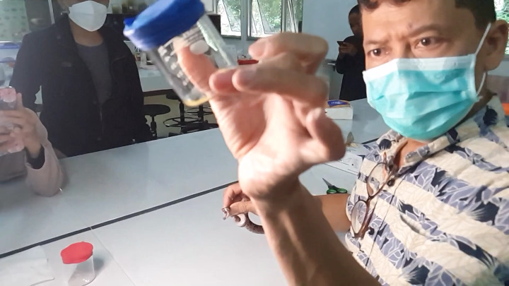 Milking Juvenile Malayan Pit Viper (Calloselasma rhodostoma) Venom, in Slow Motion