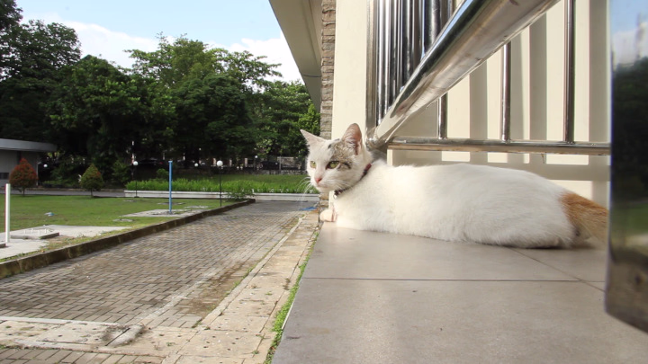 Owiii Watches the World Go By