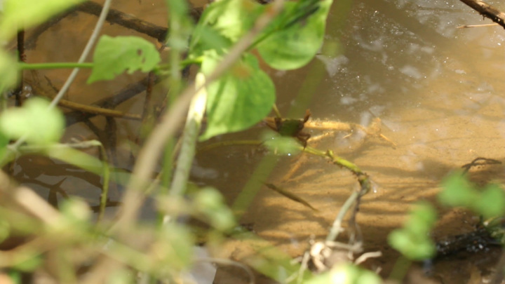 Parathelphusa convexa in an Ephemeral Pond