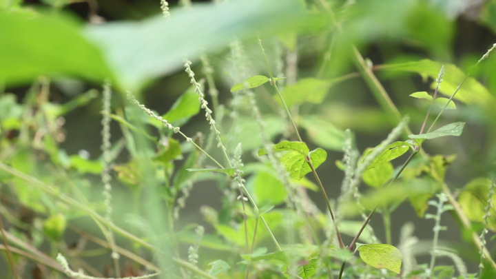 Plants of an Ephemeral Pond