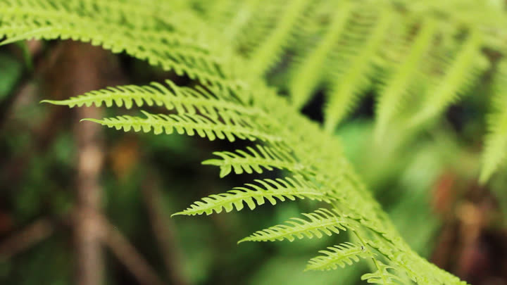 Pteridium aquilinum Next to the Animal House