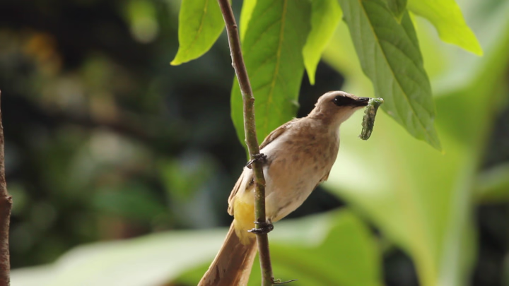 Pycnonotus goiavier (yellow-vented bulbul)