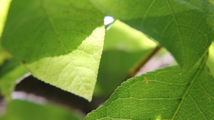 Remembrance of Summer