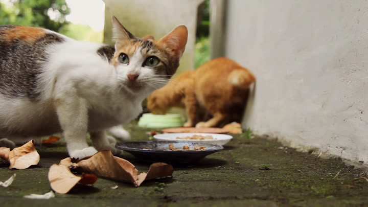 Rury Feeds the Faculty of Biology Cats