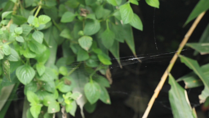 Spider Web Over an Ephemeral Pond