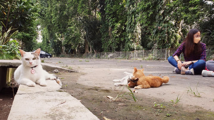 Students Feed Cats on the Faculty of Biology Road