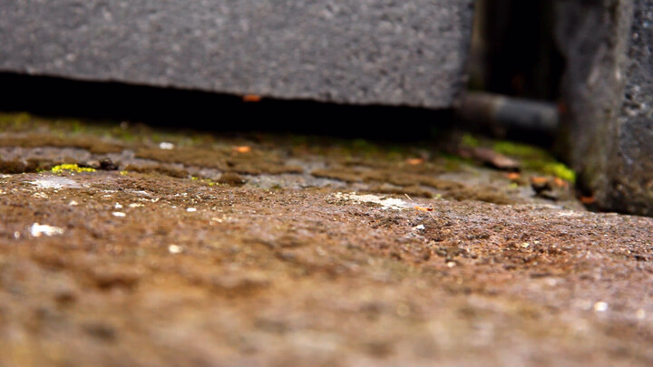 The Ants Of Borobudur, One