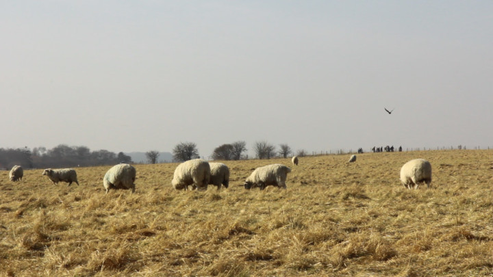 The Sheep of Stonehenge