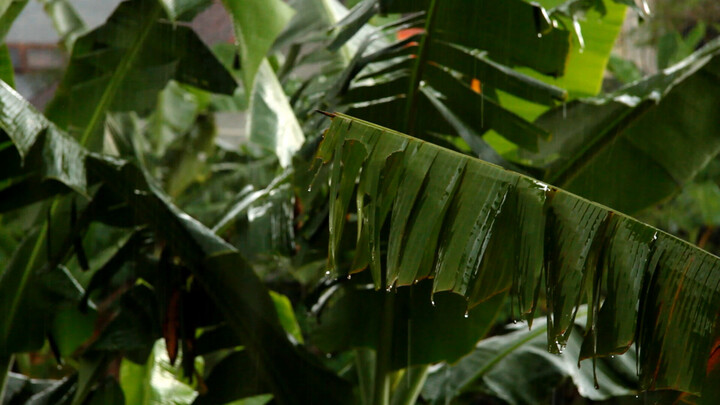 Tropical Rain and Banana Leaves, One