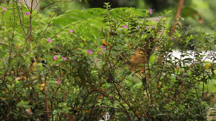 Twin Behind Purple Flowers