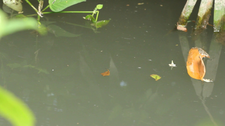 Water of an Ephemeral Pond