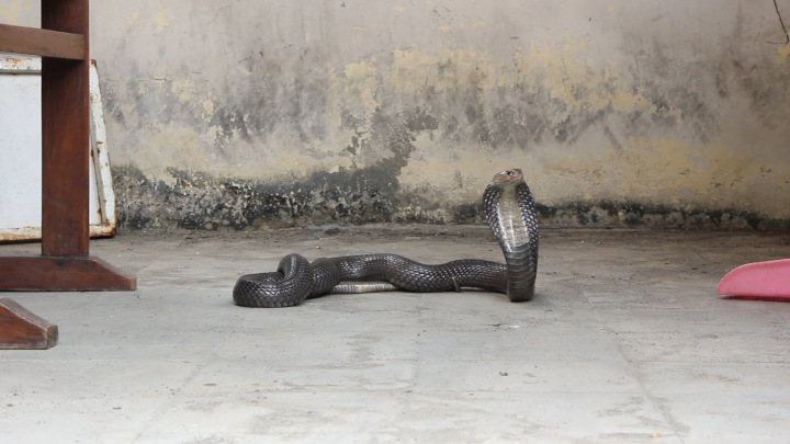 When You Find a Spitting Cobra (Naja sputatrix) Hiding Behind Your Bag