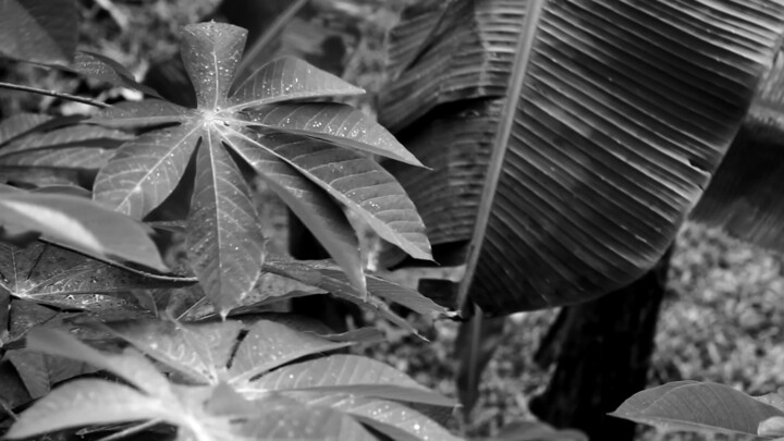 Wind Blowing Leaves In Monochrome, One