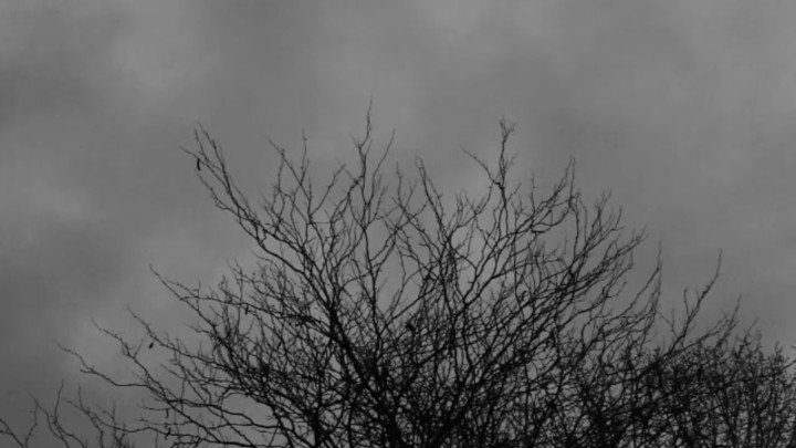Winter Tree Branches Below Cloudy Sky in Monochrome, One