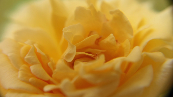 Yellow Rose through a Macro Lens, One