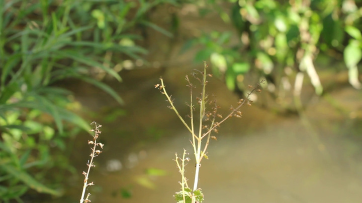 Zooming Around an Ephemeral Pond