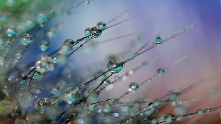 Energy Flow in the Ecosystem